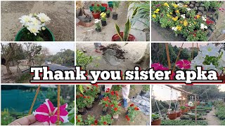 New flower laya l planting kese kare l daily vlog l Hasina real life l [upl. by Marvella]