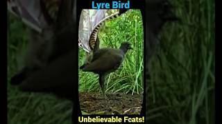 Lyre Bird Unbelievable Facts You Never Knew [upl. by Yslehc]