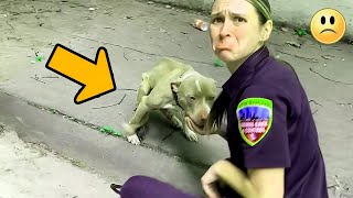 Der Polizist konnte sich nicht zurückhalten als er sah was sie mit dem Hund gemacht hatten [upl. by Frye188]