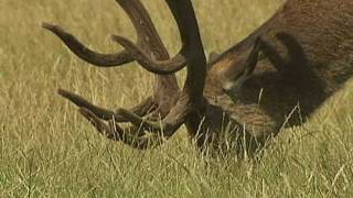 Irate man chases Fenton the dog in Richmond Park [upl. by La449]