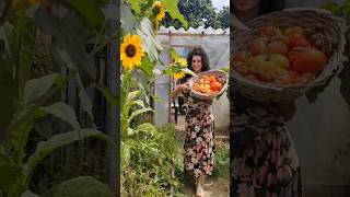 Tomates de florones 🍅🌼 cosecha tomates huertaencasa nodig [upl. by Orten]