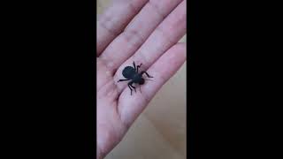 Handling a Desert Beetle A verrucosus [upl. by Sadinoel]