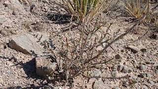 Cylindropuntia leptocaulis [upl. by Maureen]