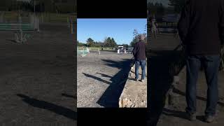 Interschools 2024Results in the pinned comments nixie equestrian ponies subscribe shorts fyp [upl. by Carri]