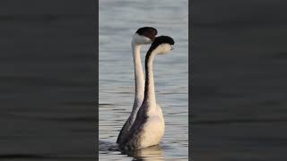 Western Grebes Romantic Dance Falls Short birds westerngrebe matingcall wildlife [upl. by Dyoll]