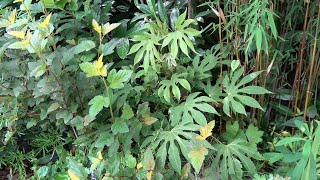 Fatsia Species in our garden [upl. by Killion553]