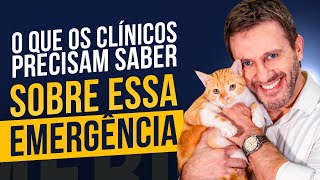 Dispneia em gatos diferenciais dessa emergência 🚨 [upl. by Way]