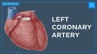 Left coronary artery and its branches  Quick Anatomy  Kenhub [upl. by Attoynek798]