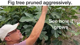 Fig tree pruning results See how it grows [upl. by Alyar]