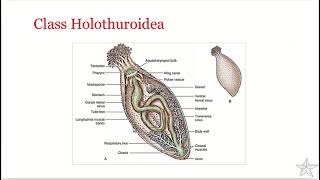 Phylum Echinodermata  Class Holothuroidea [upl. by Nipahc]