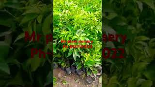 Mr plant nursery all plant available contact number 8927191022 [upl. by Amberly]