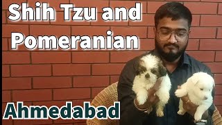 Shih Tzu and Indian Spitz Puppies as Pet  Indian spitz vs Pomeranian  Dog Shop in Ahmedabad [upl. by Judah]