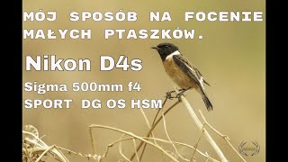 Mój sposób na focenie małych ptaszków Fotografia przyrodnicza ptaków Sigma 500mm f4 Sport Nikon d4s [upl. by Eecyal]