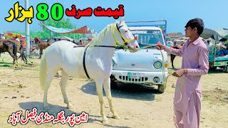 Horse Mandi Amipur Bangla Faisalabad  Horse For Sale Pakistan  Ghora Mandi [upl. by Noryahs]