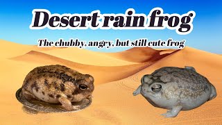 Desert rain frog The chubby angry but still cute frog  Erudite Octopus [upl. by Merp]