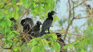 REAL LIFE BIRD HAPPINESS birds baby newborn nature wildlife world [upl. by Akcemat]