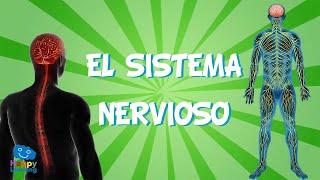 El Sistema Nervioso  Videos Educativos para Niños [upl. by Groark]