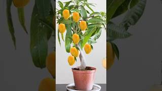 mango grafting 😍 indianfarmer gardening indiangardeners cementplanter phoolpatte mangografting [upl. by Aynna117]