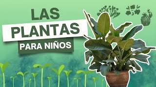 QUÉ son las PLANTAS explicación para NIÑOS  PARTES características y CLASIFICACIÓN Love Learning [upl. by Ardnued]