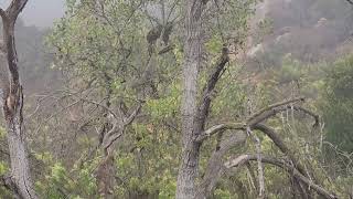 Coyote Climbs Tree in Pursuit of Bobcat [upl. by Wier548]