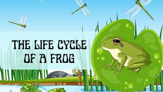 The Frog Life Cycle Explained for Kids in Simple Terms [upl. by Annasus]