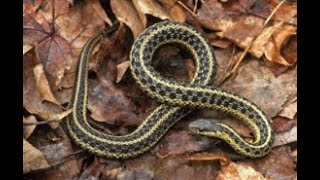 Garter Snake NJSM SF [upl. by Lenaj]