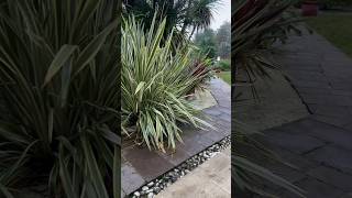 Phormium Tenax Variegato shorts giardiniere nature gardening plants PhormiumTenaxVariegato [upl. by Adnalra201]