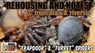 C truncata quotRavine Trap Door Spiderquot Rehouse and Care [upl. by Yniatirb]