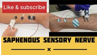 SAPHENOUS SENSORY NERVE  NCS of Saphenous nerve emg neurology NCS neurotech Theneurotech [upl. by Harberd200]