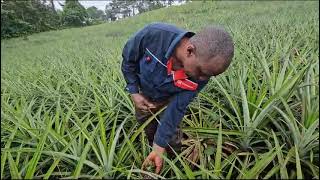 How to grow larger pineapple fruits DECROWNING [upl. by Yaja]