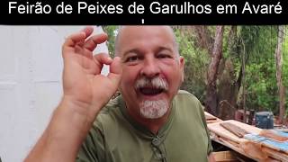 Feirão do peixe de Guarulhos em Avaré [upl. by Jehius]