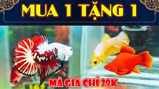 2311 MUA 1 TẶNG 1  ĐỒNG GIÁ 29K  Đợt Cá Betta NEMO GLX YELLOW Rẻ 161 2024 [upl. by Aikmat526]