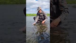 Releasing a nice Atlantic Salmon in Iceland 👋🏽🎣🇮🇸 [upl. by Aicnelev]