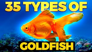 The 35 BEST Types of Goldfish [upl. by Pampuch]