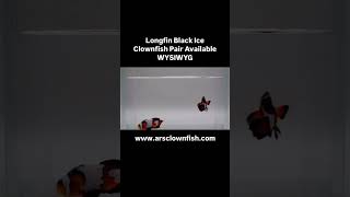 Longfin Black Ice Clownfish Pair Available WYSIWYG clownfish [upl. by Analim820]