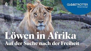 «Unterwegs mit» Löwen in Afrika  Auf der Suche nach Freiheit [upl. by Soisatsana160]