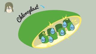 Wie funktioniert Fotosynthese Fotosynthese in unter 2 Minuten erklärt [upl. by Neffirg]