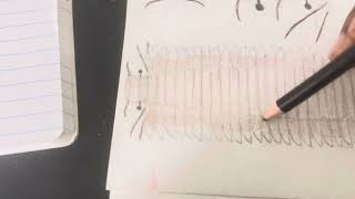 Drawing Arthropleura armata [upl. by Peltier]