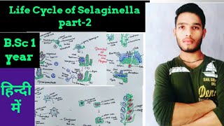 Life Cycle of Selaginella part2 [upl. by Nessej117]