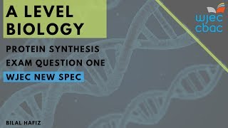 WJEC A Level Biology Protein Synthesis Q1 [upl. by Innor]