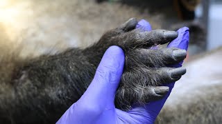 Snares amp Suffering South Africa A snare is removed from the neck of a male Chacma Baboon [upl. by Jenei]