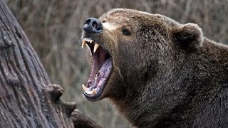 Bear Hunting  Serbia 2014  Lov na Medveda 2014  mpeg2video [upl. by Ticknor]