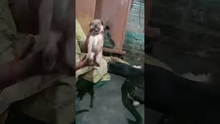 doglover chella pillaikall nicebaby s 😍😍😍 comedy [upl. by Orazio]