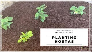 Planting HostasFall GardeningPerennial PlantsFall Garden Tips [upl. by Asseniv]