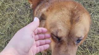 Ancient Guardians Farm aboriginal Tibetan Mastiff amp European Tibetan Mastiff [upl. by Bradford]