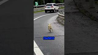 Heartbroken Dog Abandoned by Owner [upl. by Mufi]