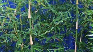 How to Remove Bamboo from your Garden  the natural way [upl. by Sitnik]