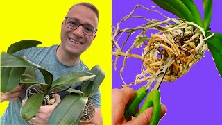 How to Repot An Orchid Step by Step Guide and a few SECRETS [upl. by Stavro]