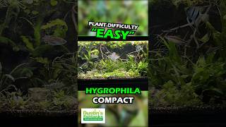 HYGROPHILA CORYMBOSA ‘COMPACTA’ SUPER EASY LOW LIGHT FOREGROUND AQUARIUM PLANT For Sale [upl. by Allerbag194]