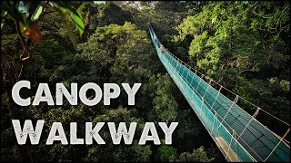 Worlds Largest Rainforest Canopy Walkway  Virtual Tour [upl. by Ailegnave]